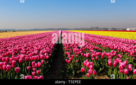 Tulpenfeld in der Keukenhof in den Niederlanden Stockfoto