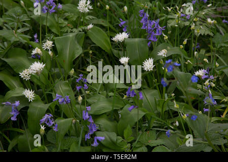 Bärlauch und bluebells blühen in einem Felder im Westen von London, England, Großbritannien Stockfoto
