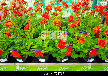 Garten Center Anzeige der junge Blume Pflanzen im zeitigen Frühjahr, Geum Scarlet Tempest zum Verkauf als Bettzeug Pflanzen, die zum Anpflanzen. Stockfoto