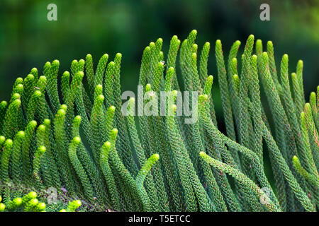 Cryptomeria japonica (Dhupi) Baum closeup treibt Stockfoto