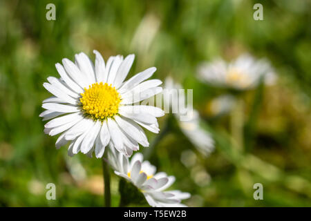 Frische Daisy Flower auf der grünen Wiese. Frühling Konzept Stockfoto