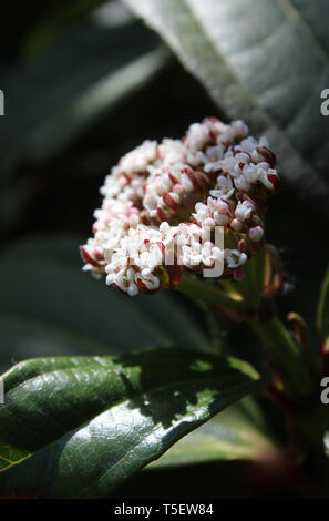 Die hübschen kleinen weißen Blüten der Viburnum davidii in der Nähe im Freien. Eine einheimische Pflanze der westlichen China auch bekannt als David Viburnum. Stockfoto