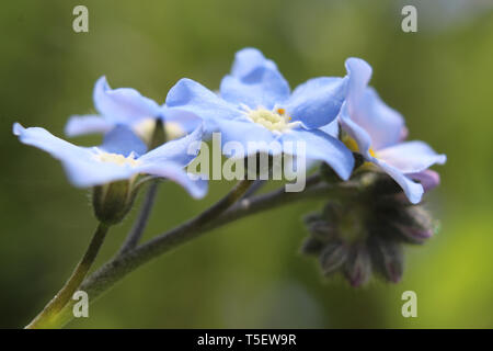 Extreme Nahaufnahme der schönen Mysotis (Vergiss mich nicht) Blumen in einer natürlichen Umgebung im Frühjahr. Selektive konzentrieren. Stockfoto