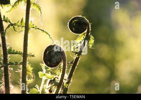 Eine niedrige Abend Sonne zurück Lichter neue Entfaltung bracken Wedel im Frühjahr. Auch als Pteridium aquilinum bekannt. Stockfoto