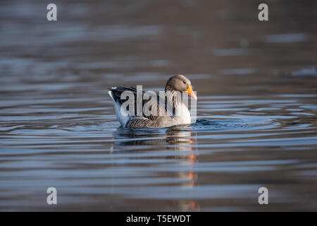 Die Graugans ist eine Pflanzenart aus der Gattung der großen Gans in der wasservögel Familie Entenvögel und die einzige Art der Gattung Anser. Stockfoto