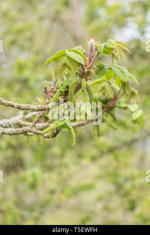 Frühling Blätter japanischer Walnuss / Juglans ailantifolia mit flowerbuds Schwellen- und die schließlich Nußbaum Nüsse produzieren. Medizinisch verwendet. Stockfoto