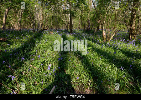 Bluebells Teppich den Waldboden der alten Wälder an Waresley Holz, große Gransden, Cambridgeshire, England Stockfoto