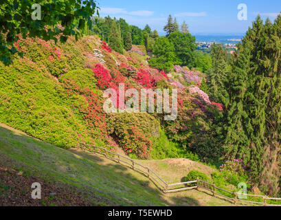 Die Blüte der rhodondendros im Mai, ist eine Show der Farben von weiß bis rot bis violett Stockfoto