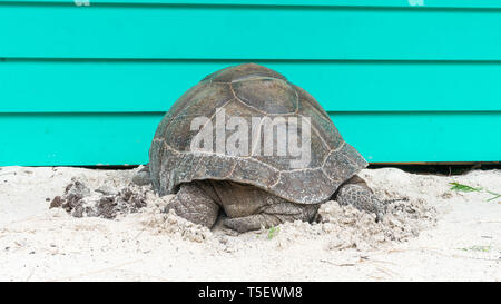 Schildkröte auf La Digue, zu realisieren, dass die Bar geschlossen ist Stockfoto