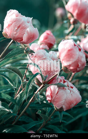 Blühende rosa Pfingstrosen im Sommergarten. Coral Farbe. Stockfoto