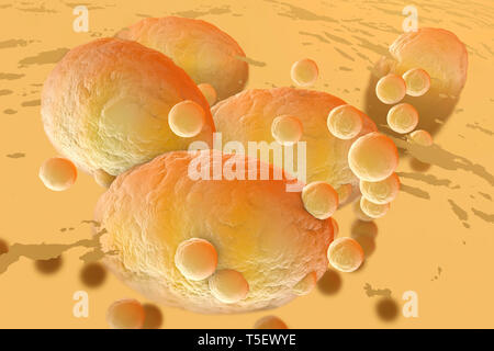Gerenderten 3D-Illustration, Visualisierung von Fettzellen zusammen zusetzen im menschlichen Körper Stockfoto