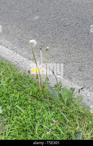 Löwenzahn/Taraxacum officinale in der Blüte im Gras. Lässt essbar als Futter, Kaffee aus Wurzeln, Marmelade und Wein, der mit Blumen zubereitet wird. Stockfoto
