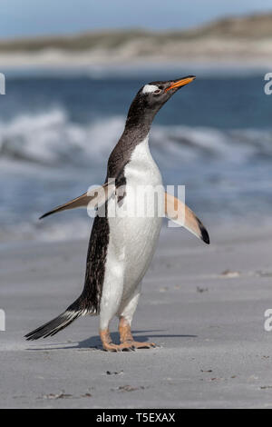 Gentoo Pinguin, Pygoscelis papua, nach Schütteln und Stretching, Sea Lion Island, Falkland Inseln, November Stockfoto