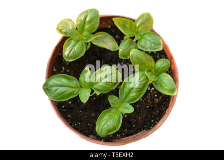 Frische aromatische grüne Basilikum Pflanze mit Blättern in Pot isoliert, close-up auf weißem Hintergrund. Organische gesunde Kräuter und Gewürze werden in der Küche als seasoni verwendet Stockfoto