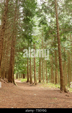 Hohen grünen Pinien auf einem Pfad in den Wald Stockfoto