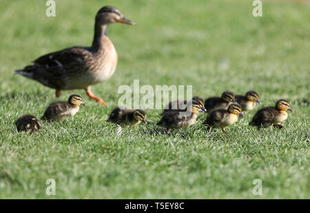 Eine Henne escorts Ihr neu geboren Entenküken über den Rasen auf den ummauerten Garten auf Jeremys in Borde Hill Gardens in der Nähe von Haywards Heath, West Sussex. James Boardman/Tele Bilder Stockfoto