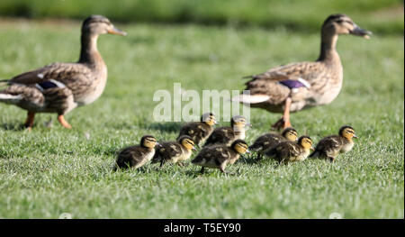 Eine Henne escorts Ihr neu geboren Entenküken über den Rasen auf den ummauerten Garten auf Jeremys in Borde Hill Gardens in der Nähe von Haywards Heath, West Sussex. James Boardman/Tele Bilder Stockfoto