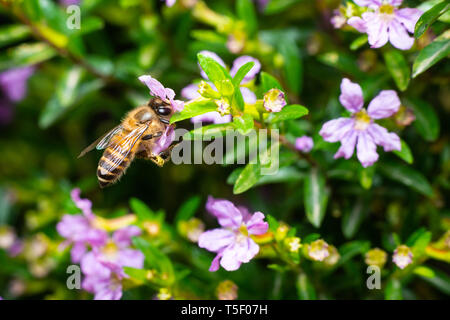 Makroaufnahme einer Biene essen Pollen aus einem falschen Heidekraut Blume Stockfoto