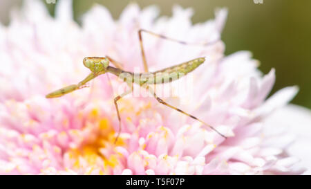 Makroaufnahme eines jungen Gottesanbeterin auf eine rosa Blume Stockfoto