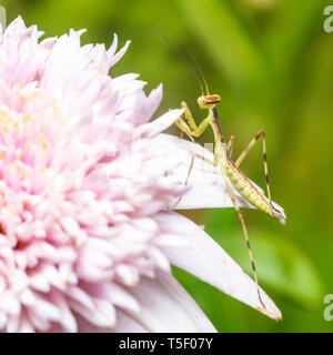 Makroaufnahme eines jungen Gottesanbeterin auf eine rosa Blume Stockfoto