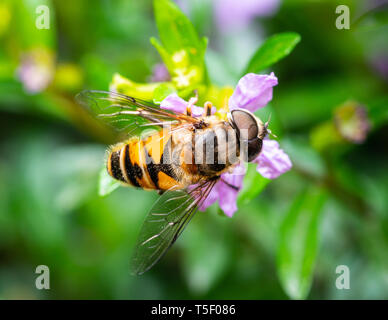 Makroaufnahme einer Biene essen Pollen aus einem falschen Heidekraut Blume Stockfoto