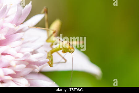 Makroaufnahme eines jungen Gottesanbeterin auf eine rosa Blume Stockfoto