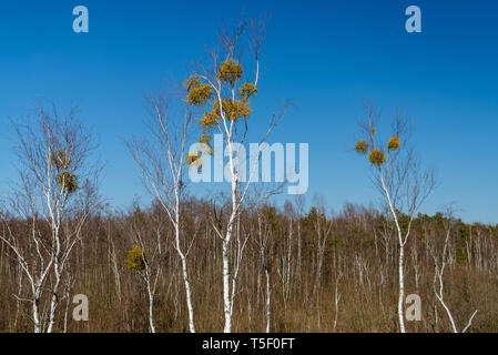 Birken mit Mistel in Sümpfen, beleuchtet von der Sonne, Wald und blauer Himmel im Hintergrund Stockfoto