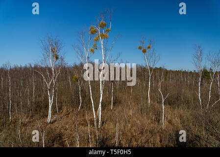 Birken mit Mistel in Sümpfen, beleuchtet von der Sonne, Wald und blauer Himmel im Hintergrund Stockfoto