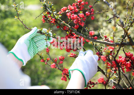 Der Gärtner kümmert sich um die blühende Triebe der Pflanzen Stockfoto