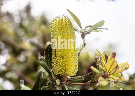 Gelb blühende einheimische australische Strauch oder Küsten Banksia Banksia Intergifolia. Stockfoto