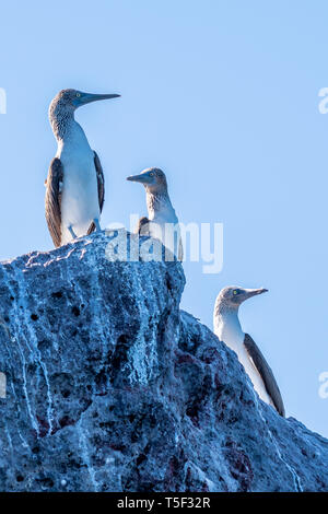 Drei Blaufußtölpel (Sula nebouxii) auf einem Felsen an der Küste von Baja California, Mexiko thront. Stockfoto