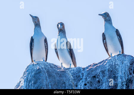 Drei Blaufußtölpel (Sula nebouxii) auf einem Felsen an der Küste von Baja California, Mexiko thront. Stockfoto