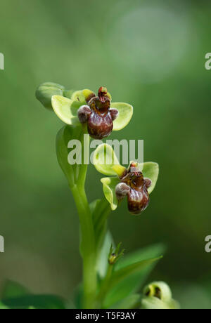 Hummel Orchidee, Ophrys Bombyliflora, Andalusien, Spanien Stockfoto