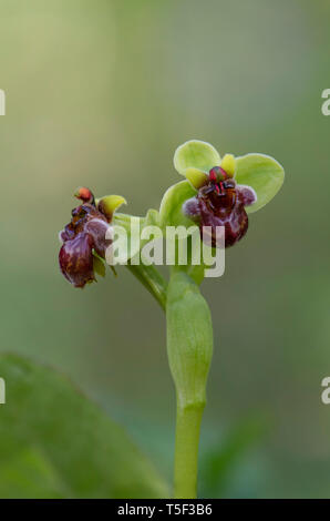 Hummel Orchidee, Ophrys Bombyliflora, Andalusien, Spanien Stockfoto