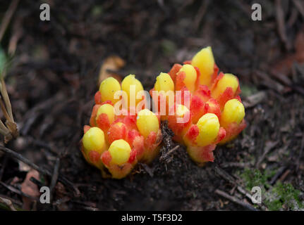 Cytinus Hypocistis, Ameisen bestäubt Arten, parasitäre Pflanze. Andalusien, Spanien. Stockfoto