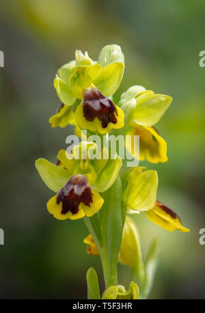 Kleinblütige gelbe Biene - Orchideen, Gelb Bienen-ragwurz, Gelb Biene - Orchidee, Ophrys lutea subsp Galiläa. Stockfoto