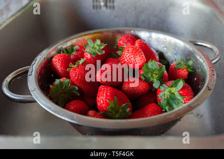 Frische saftige rote Erdbeeren in Edelstahl Sieb, nasse, frisch in der Küche gewaschen Stockfoto