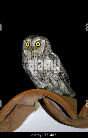 Zypern (Otus Scops Owl cyprius) Stockfoto