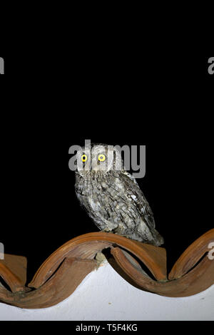 Zypern (Otus Scops Owl cyprius) Stockfoto