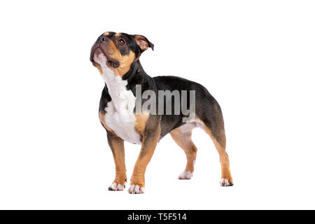 American Bully vor einem weißen Hintergrund Stockfoto