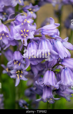 Ein Büschel des Spanischen Bluebells dachte, invasive und Kreuzen mit dem nativen Glockenblumen. Spanisch Bluebells haben Blumen alle um die Stiele Stockfoto