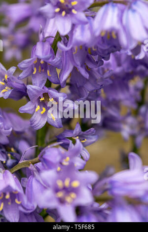 Ein Büschel des Spanischen Bluebells dachte, invasive und Kreuzen mit dem nativen Glockenblumen. Spanisch Bluebells haben Blumen alle um die Stiele Stockfoto