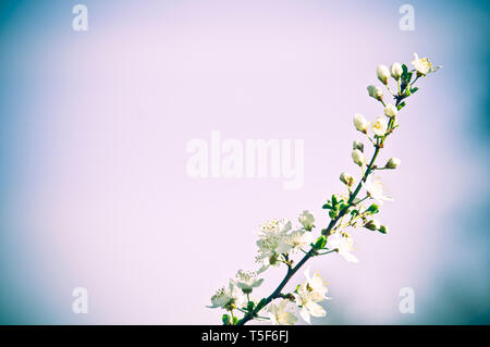 Weiß apple tree Blumen blühen Stockfoto