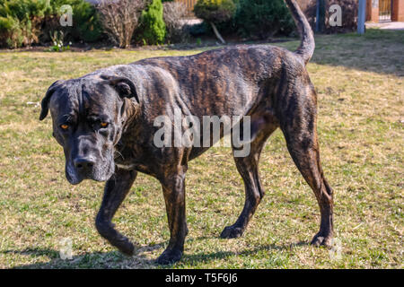 Italienische Cane Corso Rasse Hund im Park im Sommer Stockfoto