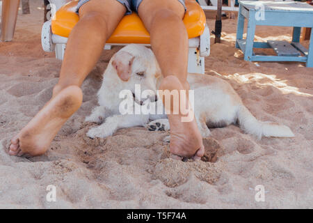 Weißer hund Erholung am Strand zwischen die Beine eines Mannes Festlegung auf der Sonnenbank Cute Stockfoto