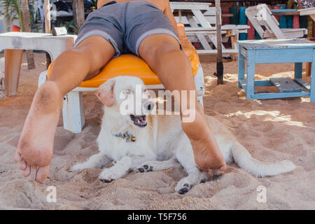 Weißer hund Erholung am Strand zwischen die Beine eines Mannes Festlegung auf der Sonnenbank Cute Stockfoto