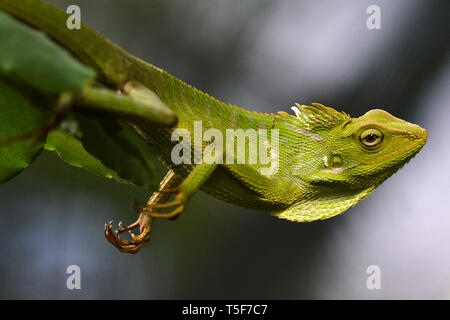 Iguana Chamäleon Stockfoto