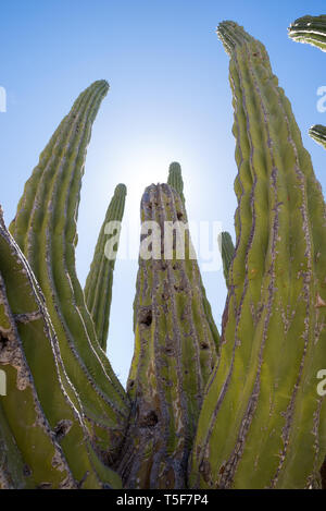 Große Cardón Kaktus, Bucht von Loreto Nat. Park, Baja California Sur, Mexiko. Stockfoto