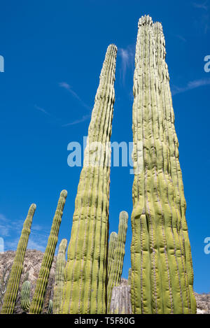 Große Cardón Kaktus, Bucht von Loreto Nat. Park, Baja California Sur, Mexiko. Stockfoto