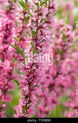 Close up Prunus acaulis 'Fire Hill'-Zwerg russischen Mandel Blüte in einem Englischen Garten Stockfoto